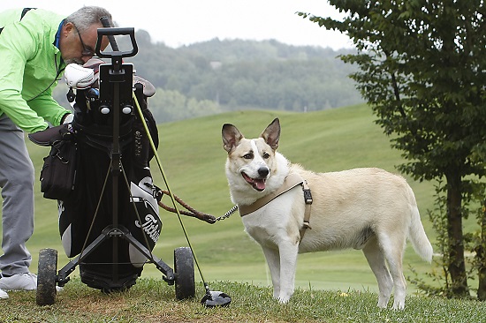 Cani e golf