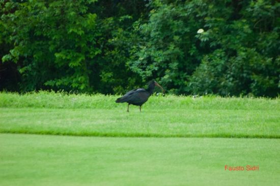 L'ibis eremita Luigi immortalato da Fausto Sidri al Golf Rapallo.