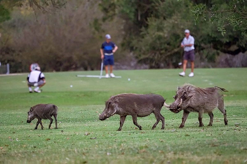 Golf e avventura: benvenuti dentro il Kruger National Park (foto IPA) 