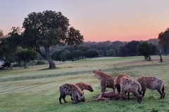 Il campo da golf più selvaggio al mondo, lo Skukuza (Sudafrica) (foto IPA)