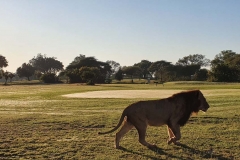 Un leone a spasso per il Skukuza (foto IPA)