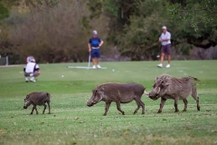Una famiglia di facoceri... e tre golfisti (foto IPA)