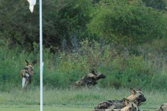 Un elefante e un branco di cani selvaggi (foto IPA)