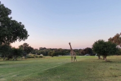 La giraffa a spasso (foto IPA)