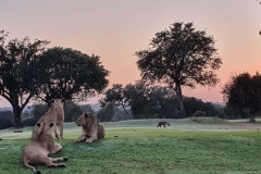 Leone e iena che vanno d'amore e d'accordo (foto IPA)