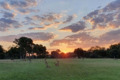 Il fairways, casa dell'antilope (foto IPA)