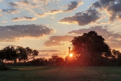 La giraffa e il tramonto (foto IPA)